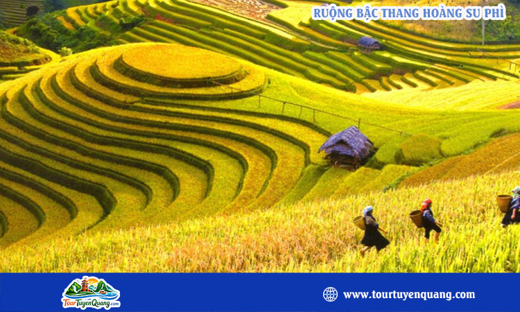 Ruộng bậc thang hoàng su phì